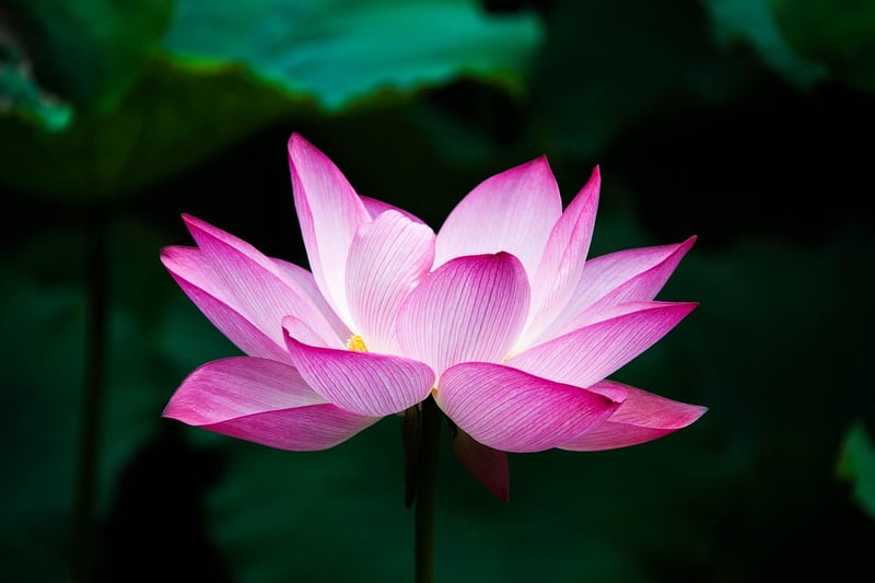 Blossoming Garden Retreats