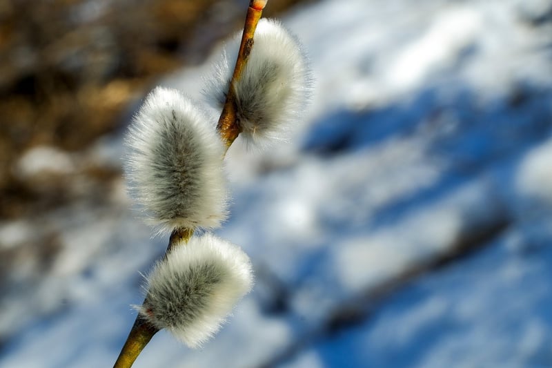 Whispering Willow Gardens